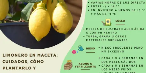 Limonero en maceta con limones amarillos. Guía de cuidados, ubicación, suelo, riego, abono y reproducción.