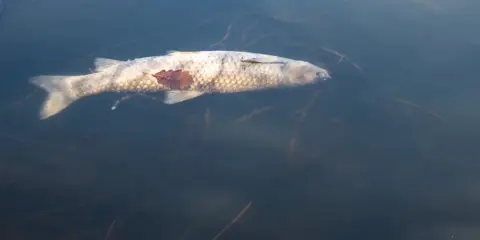 Martwa ryba unosi się na powierzchni wody, otoczona przez rośliny wodne. To smutny obraz przyduchy, która zabiera życie z naszych wód.