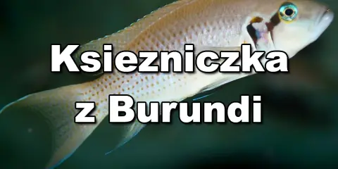 Jasnozłota ryba, księżniczka z Burundi, pływa w ciemnych wodach.