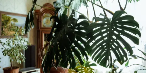Duża, zielona monstera z charakterystycznymi liśćmi, w tle zegar stojący i obraz. Wskazówki, jak dbać o monsterę, by pięknie rosła.