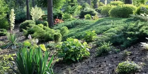 Zielony, skalny ogród z iglakami i juką. Wysoka skarpa w ogrodzie porośnięta roślinnością, tworzy naturalny krajobraz.