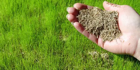 A hand holds grass seed over a lush green lawn, illustrating how to plant grass seed for a beautiful yard.