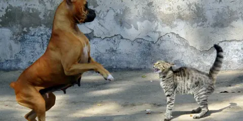 Un boxer si alza sulle zampe posteriori, pronto a combatti o fuggi, mentre un gatto tigrato sibilante si prepara a difendersi.