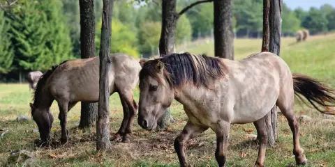 Dwa dzikie konie pasą się wśród drzew. Prawdziwe mazurskie safari, gdzie można poczuć wolność natury.