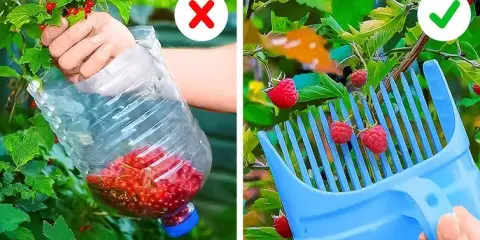 Sekrety bujnych kwiatów: Domowe triki, które odmienią Twój ogród!