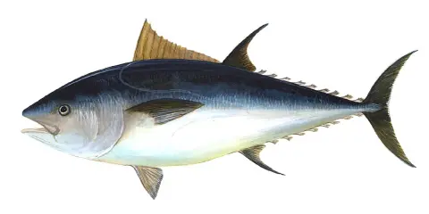 Un maestoso tonno rosso di 725 kg, con la sua livrea scura e argentea, pronto a solcare gli oceani.