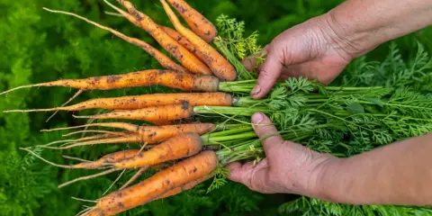 Mains tenant une botte de carottes fraîchement cueillies, la terre encore sur leurs racines. La récolte carotte est une belle récompense.