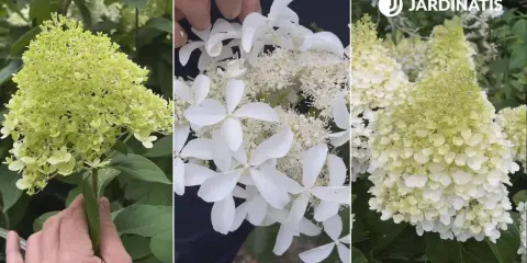 Detalle de racimos de hortensias blancas, algunas aún verdes, otras en plena floración, mostrando su delicada belleza.