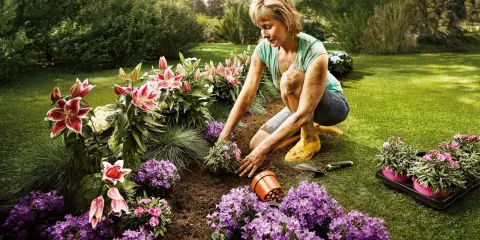 Une femme plante des fleurs dans un jardin luxuriant. Une belle idée parterre de fleurs avec des lys roses et des campanules violettes.