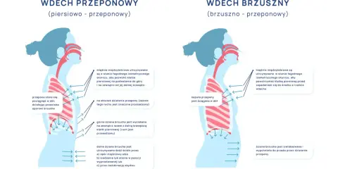 Ilustracja pokazuje dwa rodzaje wdechu: piersiowo-przeponowy, gdzie przepona stara się pociągnąć w dół, oraz brzuszny, gdzie kopuła przepony jest ściągana w dół.
