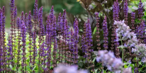 En humla besöker en blommande kransveronika, vars lila spiror skapar en fascinerande syn i trädgården.