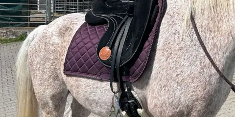 Ein geschecktes Pferd mit einem schwarzen Sattel und einer lila Schabracke. Tolle Signum Sattel Erfahrungen sind hier zu sehen.