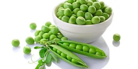Des pois mange tout frais et verts, certains dans une écale ouverte, d'autres dans un bol blanc.