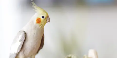 Calopsitta con cresta gialla e guance arancioni, attenta a evitare cibi velenosi per cocorite.
