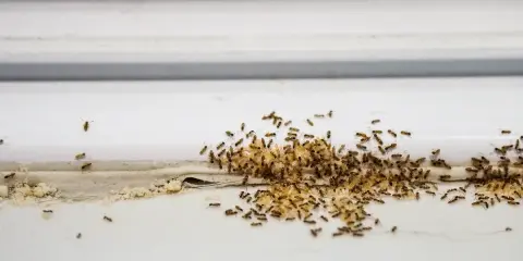 Rój małych robaczków w domu, gromadzących się na białej powierzchni. Widać ich mnóstwo, jakby szukały czegoś do jedzenia.