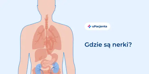 Ilustracja pokazuje ludzkie ciało z zaznaczonymi narządami wewnętrznymi. Dwa niebieskie organy to nerki. Ból pleców u dziecka może być związany z problemami z nerkami.