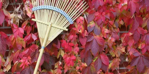 En lövräfsa vilar mot en vägg täckt av höstfärgat vildvin. Dags att plantera vildvin för nästa års färgexplosion!