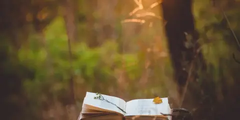 Un libro aperto su un tronco, con un fiore e una foglia. La luce del tramonto illumina la scena, evocando la pace di Luigi Fontana.