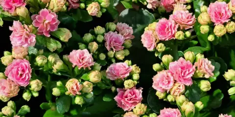Przycinanie kalanchoe: Jak pobudzić je do ponownego kwitnienia?