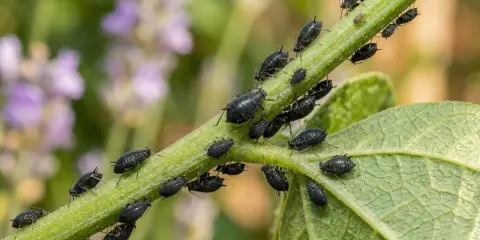 Un essaim de pucerons noirs envahit une tige verte, certains sur une feuille de tomate.