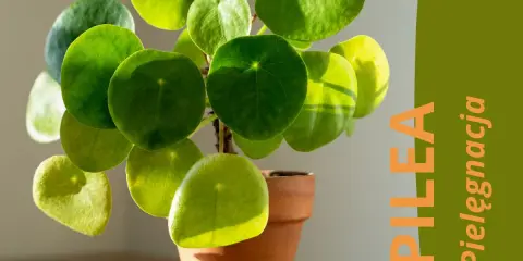 Pilea peperomioides, czyli pieniążek, w ceramicznej doniczce. Zielone, okrągłe liście pięknie odbijają światło.