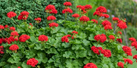 Kaskada intensywnie czerwonych kwiatów pelargonii Calliope na tle zielonych liści i krzewów.