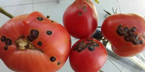 Quatre tomates rouges présentent des taches noires, signe d'une maladie.
