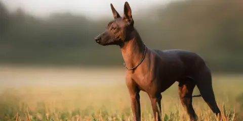 Un chien mexicain, sans poil, se tient dans un champ d'herbes hautes au lever du soleil.