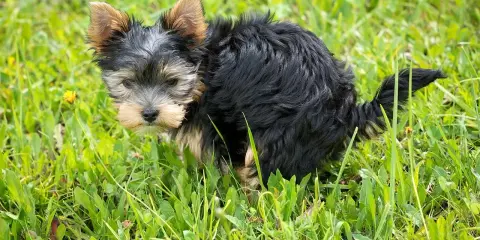 Mały yorkshire terrier robi czarną kupę w trawie.