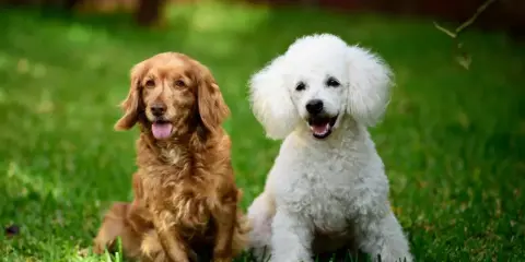 Rudy spaniel i biały pudel siedzą na trawie, ciesząc się słońcem.