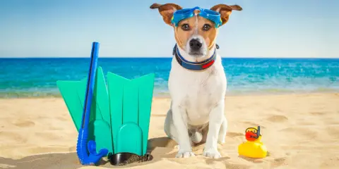 Pies w okularach do nurkowania na plaży w Chorwacji, gotowy na wodne przygody z płetwami i gumową kaczką.