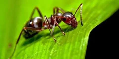Mrówki w ogrodzie: pokonaj je! Naturalne i chemiczne metody