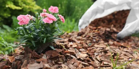 Różowe goździki kwitną na rabacie wyłożonej korą w ogrodzie. Obok leży biały worek z korą do dalszego mulczowania.