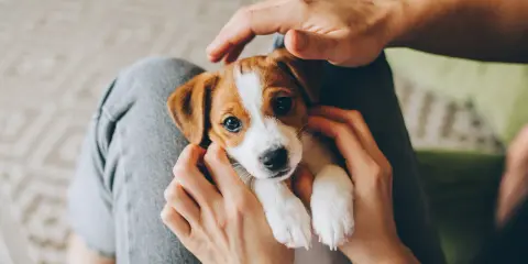 Uroczy, 7-tygodniowy szczeniak Jack Russell Terrier w rękach. Czy można wziąć 7 tygodniowego szczeniaka? Tak, jeśli jest gotowy do adopcji.