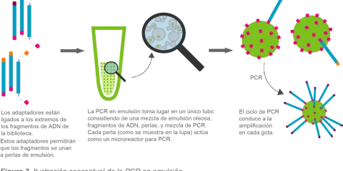 Ilustración conceptual de la PCR en emulsión: fragmentos de ADN con adaptadores se unen a perlas en una emulsión, cada perla actúa como microreactor para amplificación.