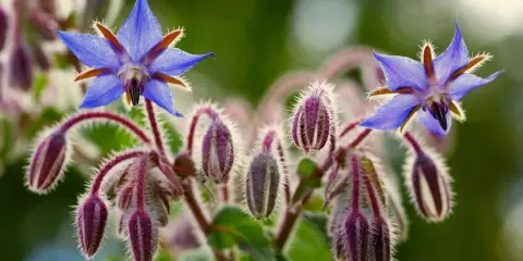 Fleurs bleues étoilées de bourrache, entourées de bourgeons velus pourpre. Le purin de bourrache est un engrais naturel.