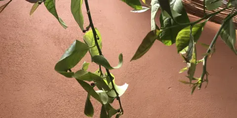 Une feuille de citronnier recroquevillée, signe d'un besoin d'eau, pend tristement contre un mur ocre.