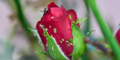 Un bouton de rose rouge envahi par des pucerons verts et blancs. Un puceron rouge est visible sur le pétale.