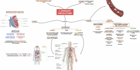Mappa concettuale sull'apparato circolatorio: cuore, vasi sanguigni (arterie, vene, capillari), sangue (plasma, globuli rossi, bianchi, piastrine) e funzioni.