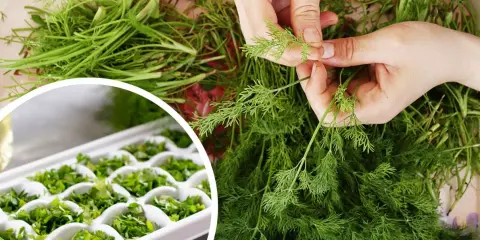 Dłonie przygotowują koperek do mrożenia. Widać tackę z ziołami w kostkach lodu, gotową do zamrożenia.