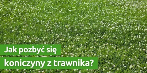 Czerwona koniczyna w trawniku: intruz czy sojusznik? Zwalczanie i prewencja