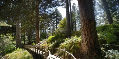Sentiero in legno tra pini secolari e felci rigogliose, un invito alla scoperta della Sila Catanzaro.