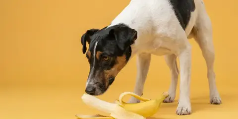 Un chien curieux renifle une banane sur fond jaune.