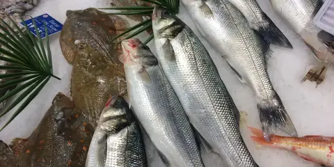 Poissons frais sur glace, prêts pour une délicieuse marinade. Loups de mer argentés et poissons plats tachetés.