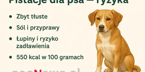 Czy pies może jeść pistacje? Obrazek ostrzega przed ryzykiem: zbyt tłuste, sól, przyprawy, łupiny i zadławienie.