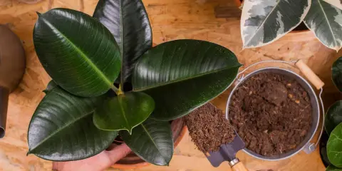 Hände topfen einen Gummibaum um. Erde wird mit einer kleinen Schaufel auf die Pflanze gegeben.