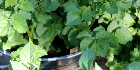 Gröna, frodiga blad från potatis i kruka. Solen lyser på plantan som växer sig stark.