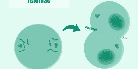 La telofase de la mitosis muestra la división celular con la citocinesis, formando dos células hijas.