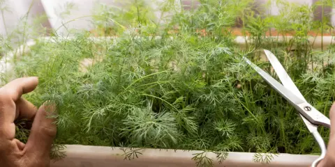 En hand håller dillplantor för att klippa dem med en sax. Det är enkelt att odla dill i kruka inomhus för färska kryddor året runt.