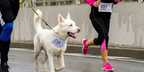En vit hund med blå ögon, en riktig spring hund, deltar i ett lopp med sin förare.